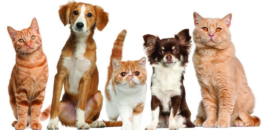 Доска объявлений о животных | ЗооТом - продажа, вязка и услуги для животных в Тимашевске