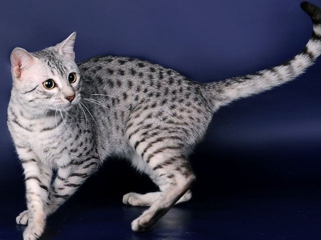 Породы кошек в Тимашевске | ЗооТом портал о животных