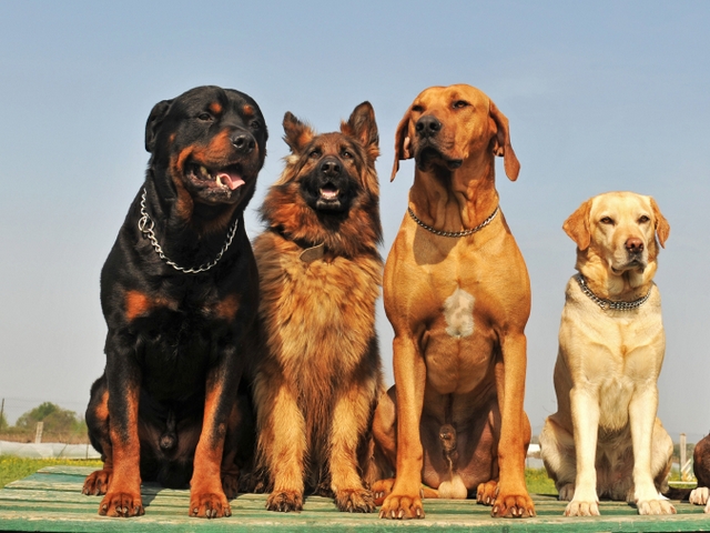 Крупные породы собак в Тимашевске | ЗооТом портал о животных